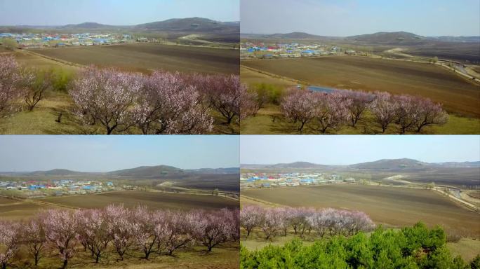 杏花开放的山村大地