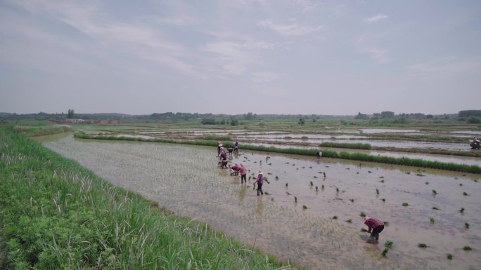 稻田种植插秧农忙大米种植