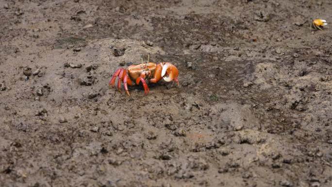 泥滩红色招潮蟹觅食