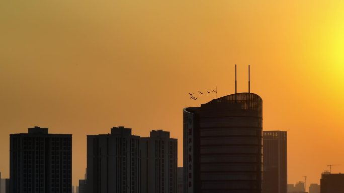 城市太阳落山鸽子归巢