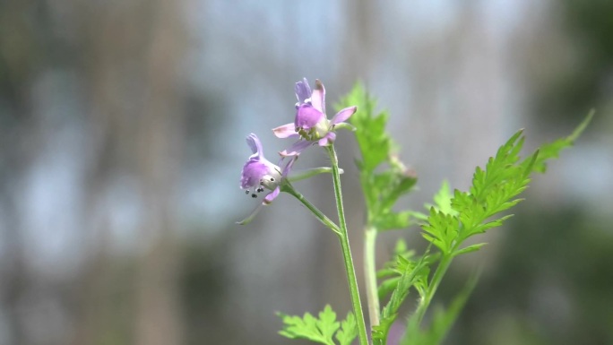 还亮草 毛茛科 翠雀属 花 植株