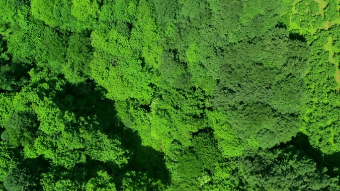 绿色山谷的空中拍摄