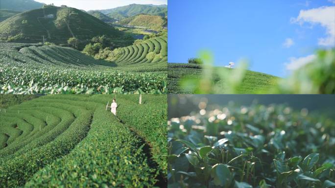 茶山大景