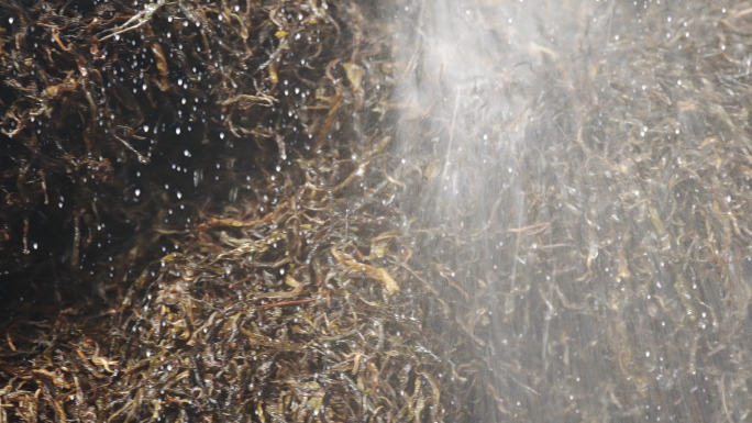 【原创】普洱熟茶洒水合成视频