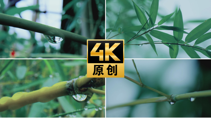 【4K】唯美竹叶清澈露珠
