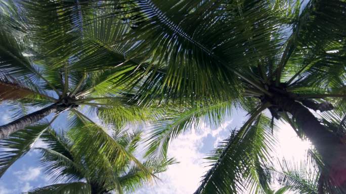 热带摇曳的椰子树热带摇曳的椰子树