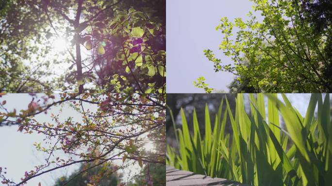春日素材合集春暖花开公园眩光植物空镜头