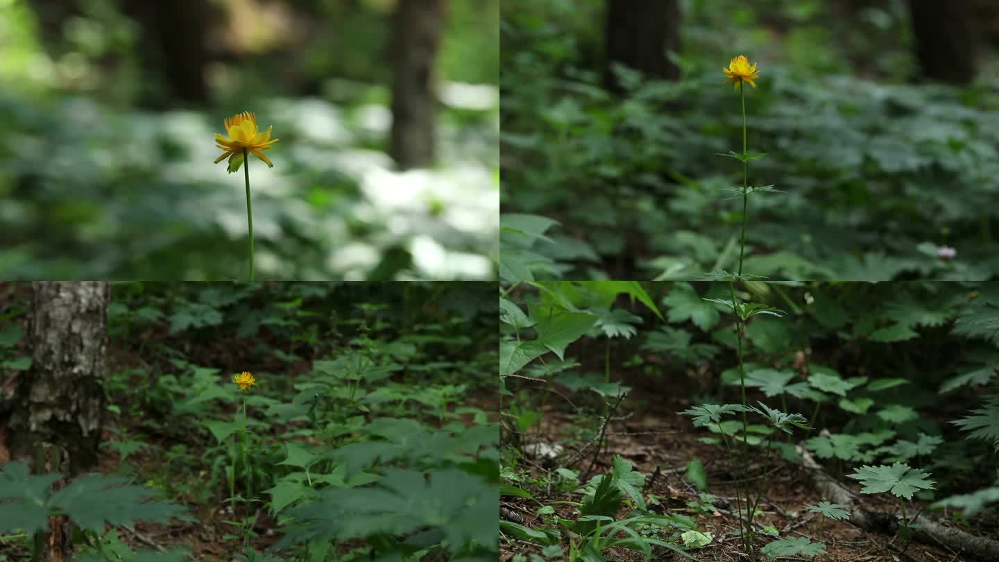 金莲花 金莲花属 毛茛科 花 植株