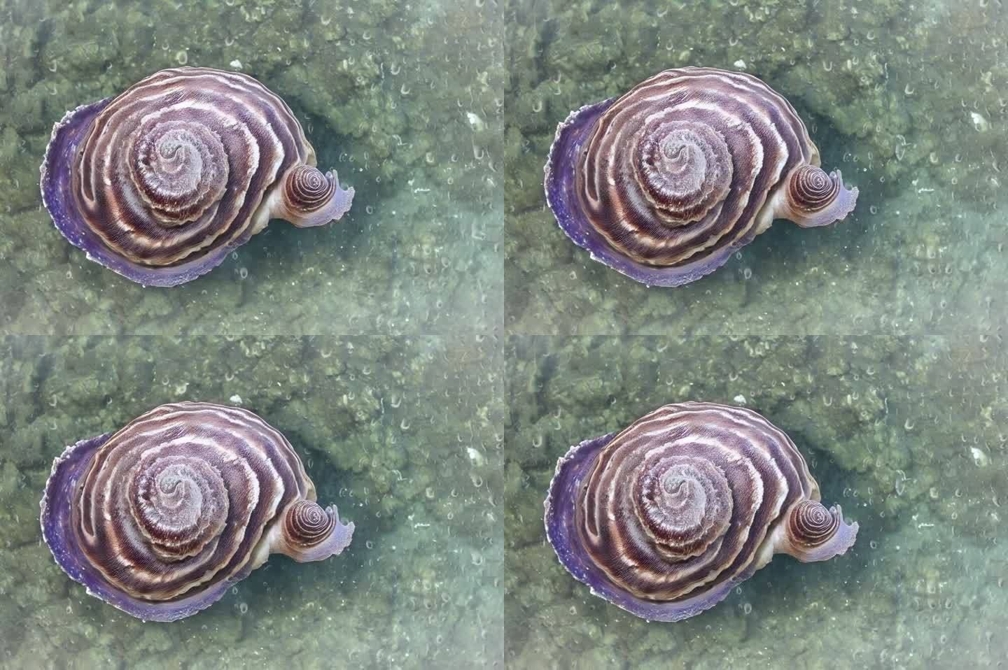 异形蜗牛