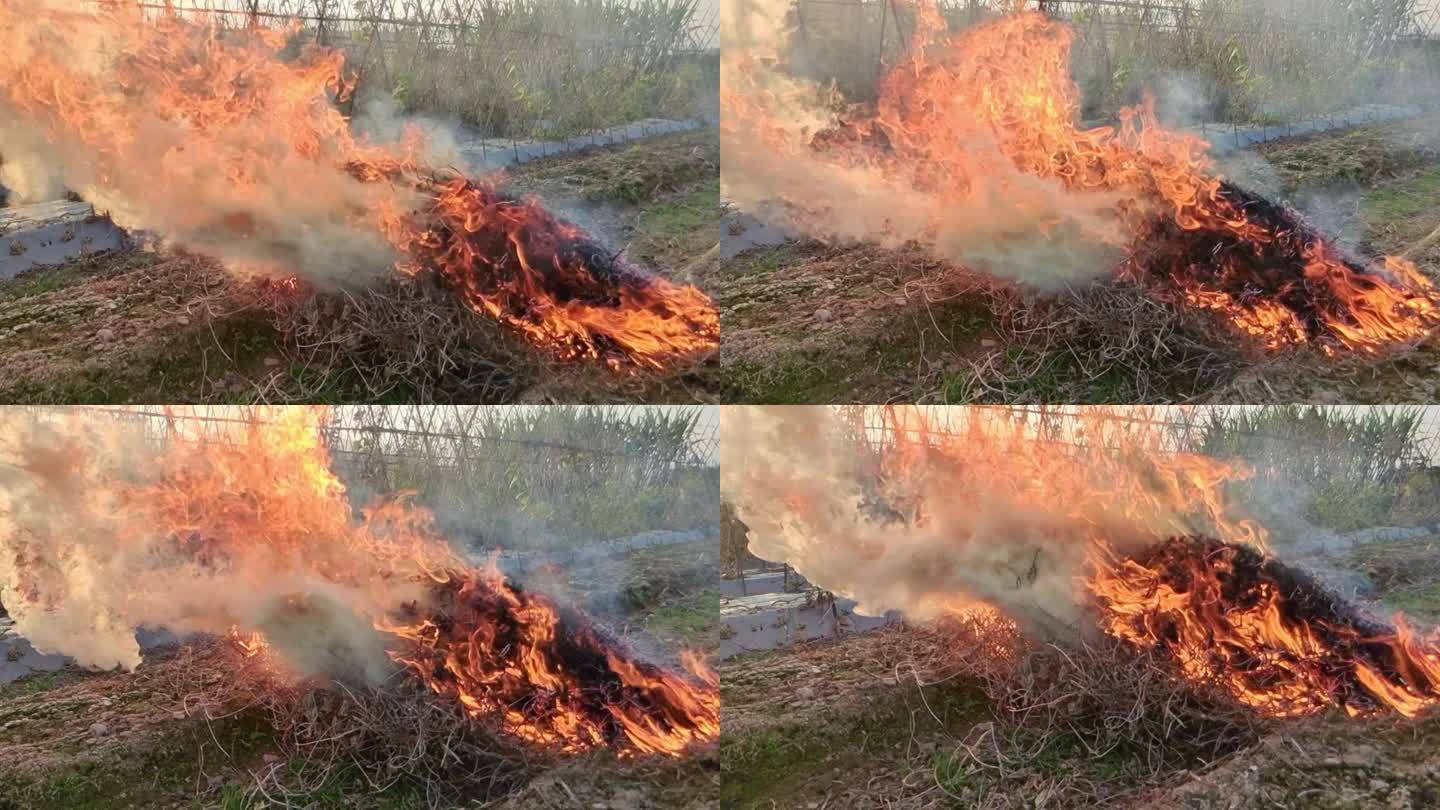 刀耕火种烧荒田野烧桔梗燃烧傍晚烟雾 火烟