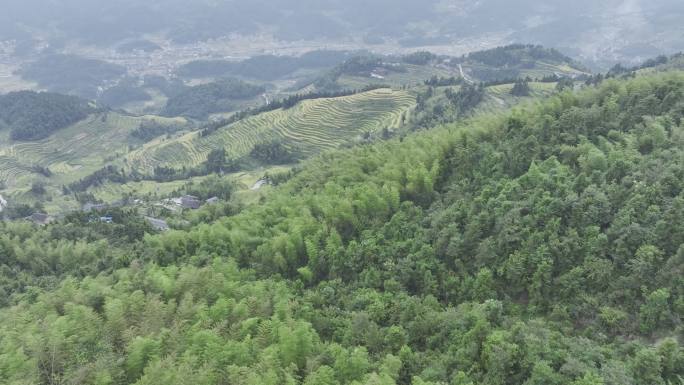 湖南娄底紫鹊界梯田竹林4K航拍