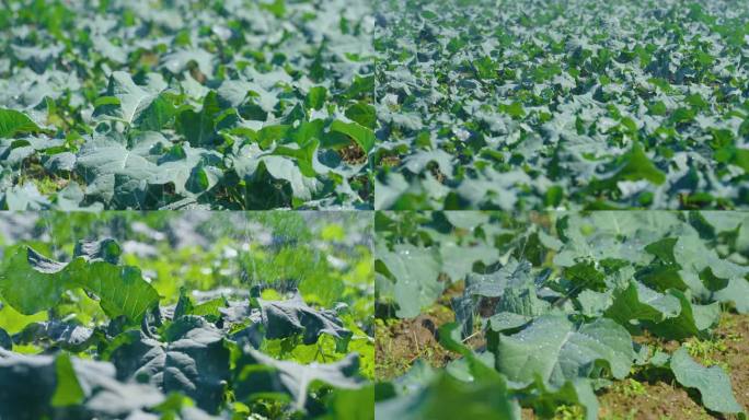 蔬菜灌溉升格拍摄4k