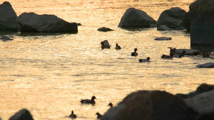 4K夕阳下深圳湾的候鸟