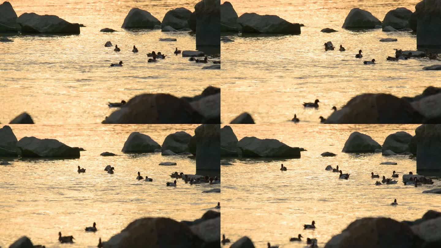 4K夕阳下深圳湾的候鸟