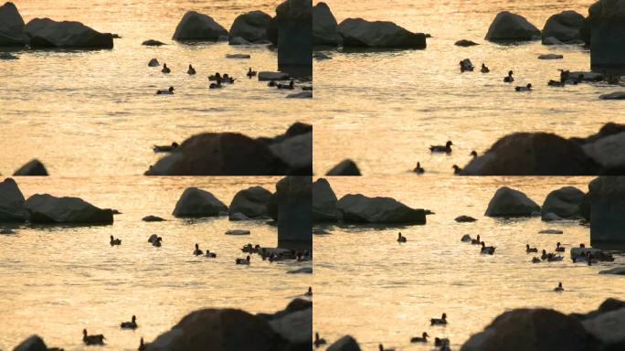 4K夕阳下深圳湾的候鸟