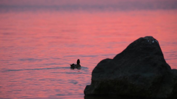 4K晚霞下海中游玩的野鸭
