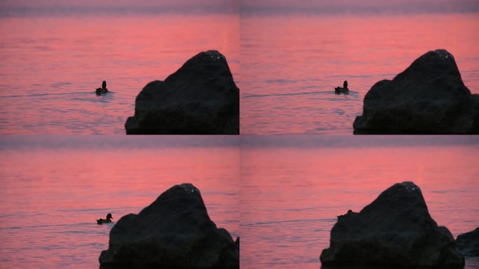 4K晚霞下海中游玩的野鸭