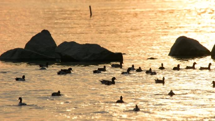 4K夕阳下深圳湾的候鸟野鸭