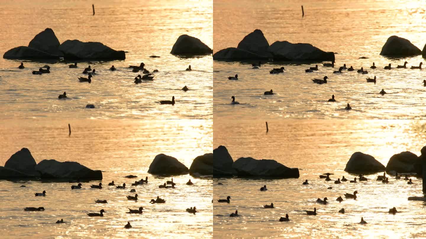 4K夕阳下深圳湾的候鸟野鸭