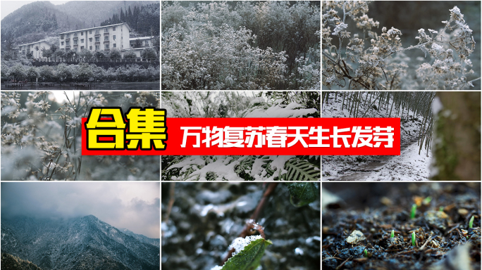 万物复苏雪冰雪融化春春天种子发芽化雪生长