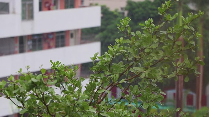 雨中树枝春雨谷雨雨滴下雨天大小雷雨空境