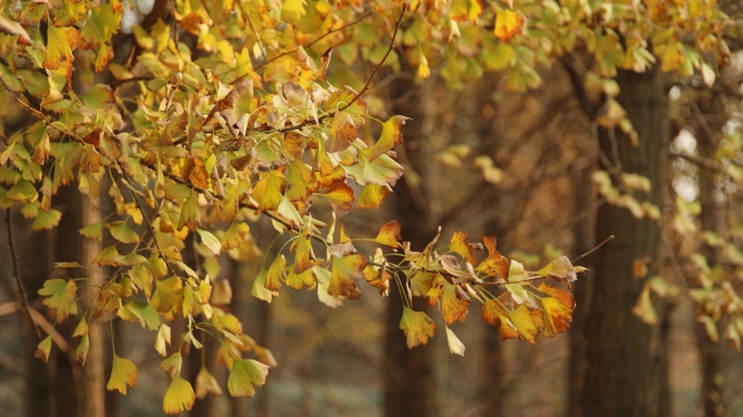 秋天，银杏树林，黄昏