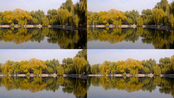 摇摄：许多色彩斑斓的树木倒映在圆明园的湖面上