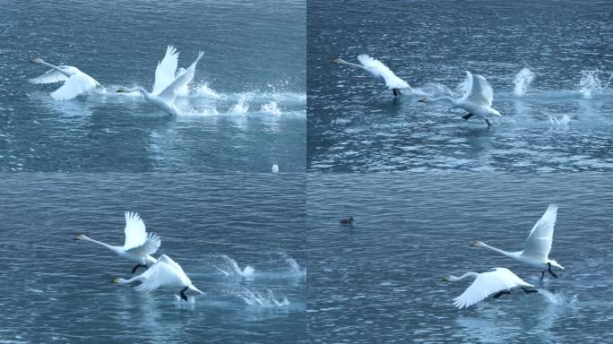 天鹅水面起飞实拍4K慢动作素材