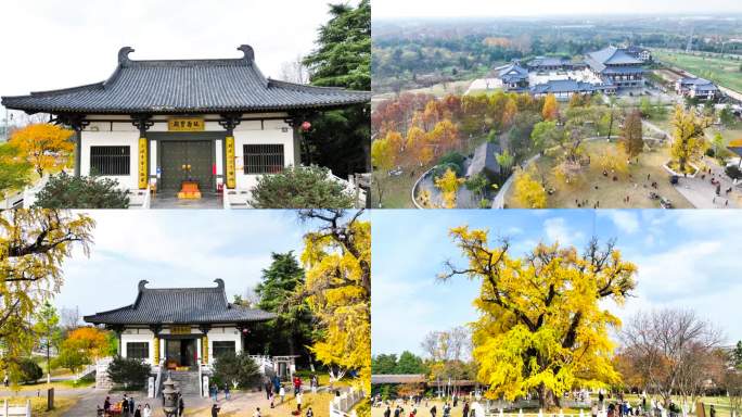 【5分钟】南京浦口区古普济寺银杏