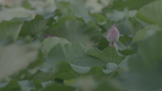 原素材-池塘荷花亭亭玉立电影级