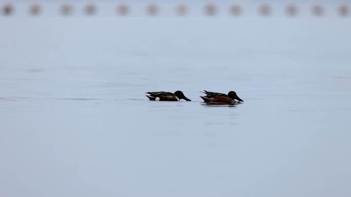 深圳湾的琵嘴鸭、鸭子