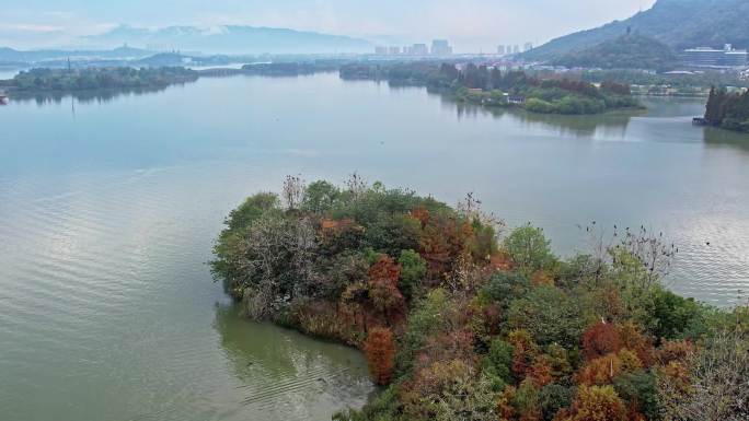 航拍杭州湘湖 湖中小岛和飞鸟