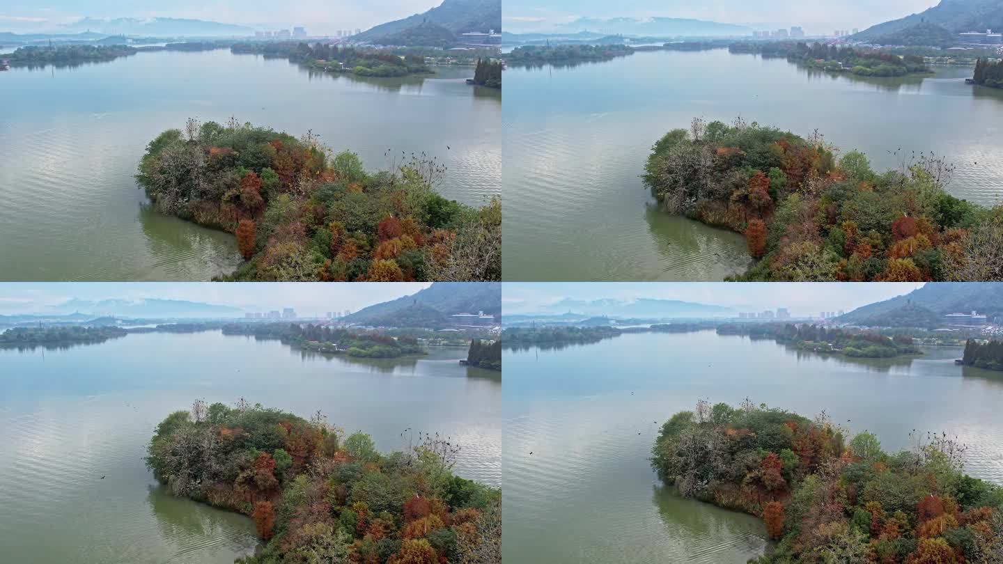 航拍杭州湘湖 湖中小岛和飞鸟