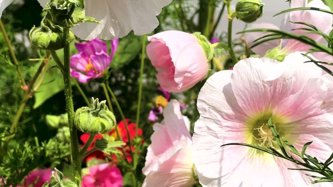 实拍牵牛花视频素材