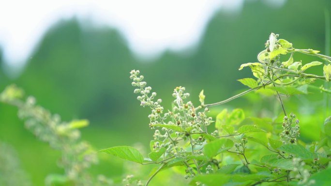 蝴蝶飞舞