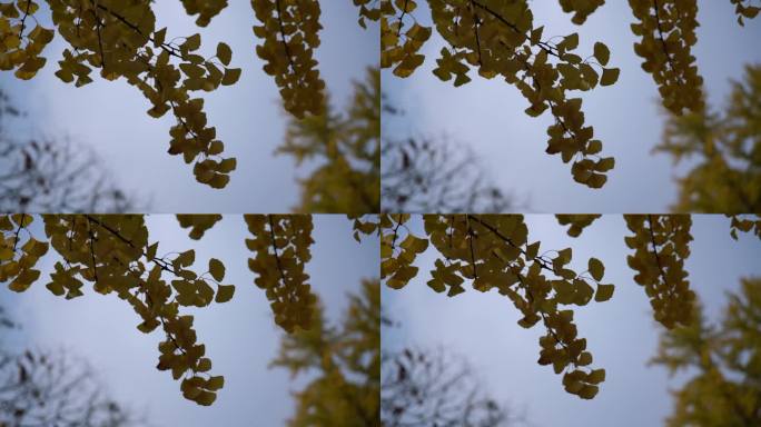 银杏叶 秋天 金黄色 树木 慢动作 升格