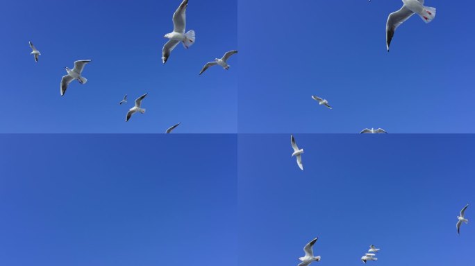 蓝色的天空里海鸥自由的飞翔
