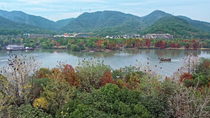 航拍杭州湘湖 湖中小岛和飞鸟