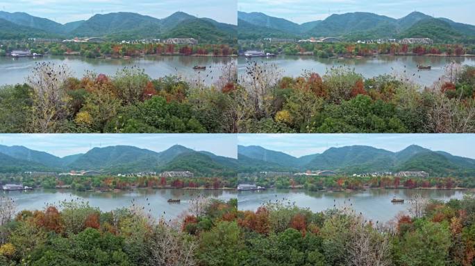航拍杭州湘湖 湖中小岛和飞鸟