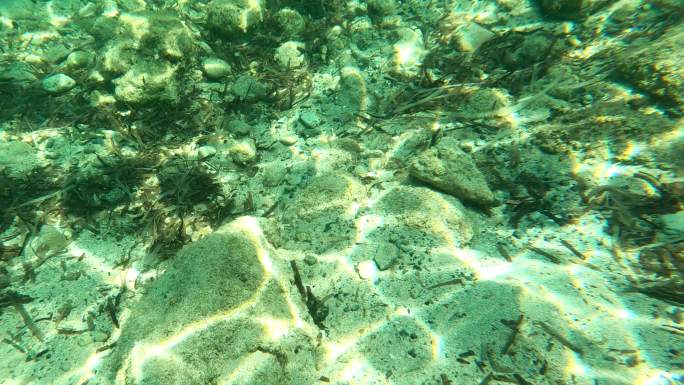 水下生活。热带海洋中的珊瑚礁和海星