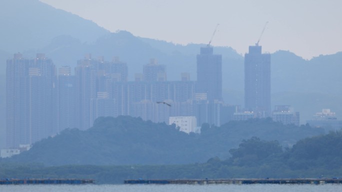 深圳湾的鹗飞翔，鹰