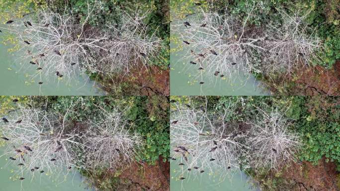 航拍杭州湘湖 湖中小岛和飞鸟