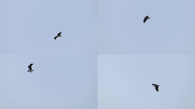 深圳湾的鹗飞翔，鹰