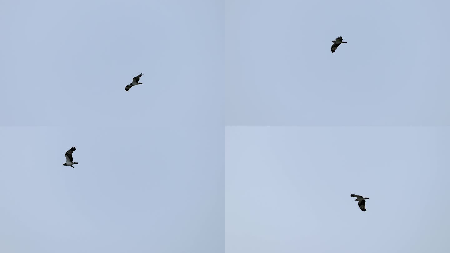 深圳湾的鹗飞翔，鹰