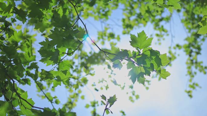 阳光树林欣喜 春天绿叶 满怀人生希望