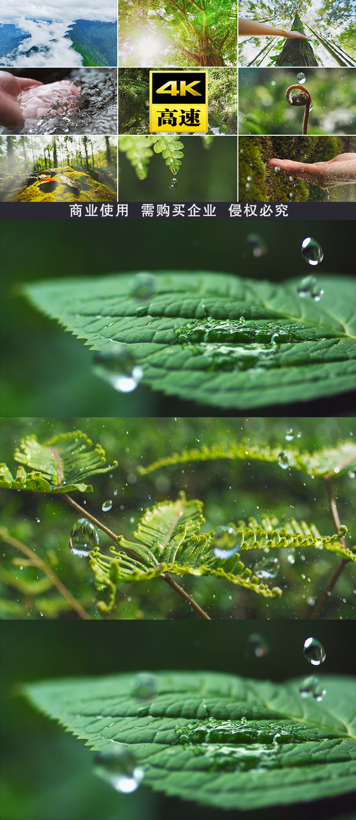 雨生命力生命森林水流水雨滴溪流山泉水山水