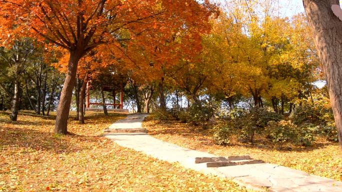 倾斜：秋天的红色主题树
