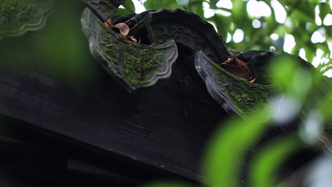 江南风古建筑青苔