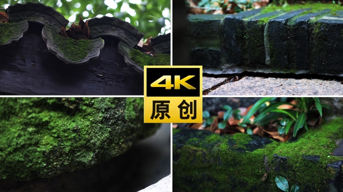 江南风古建筑青苔
