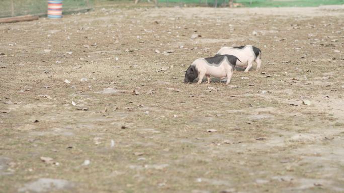 荷兰猪1儿童乐园 农场